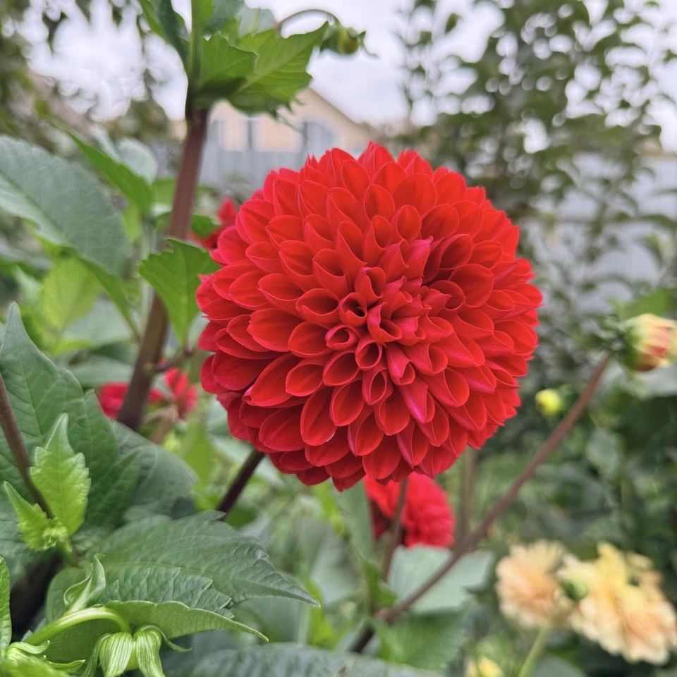 Red King 