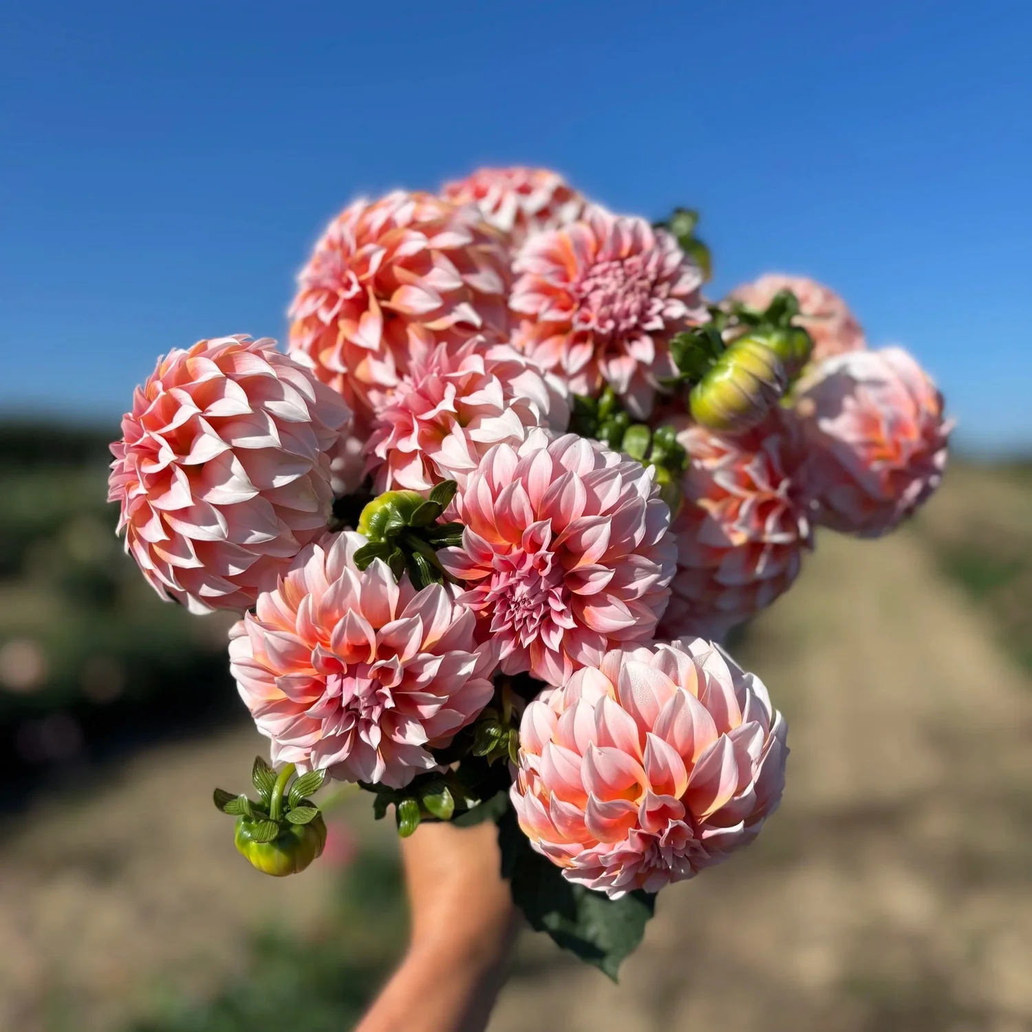 Peaches N Cream - фото 5