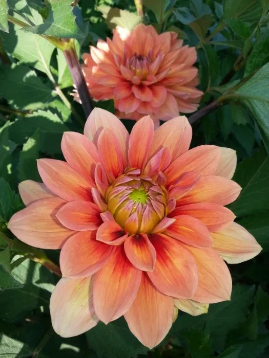 Nicholas - фото 4