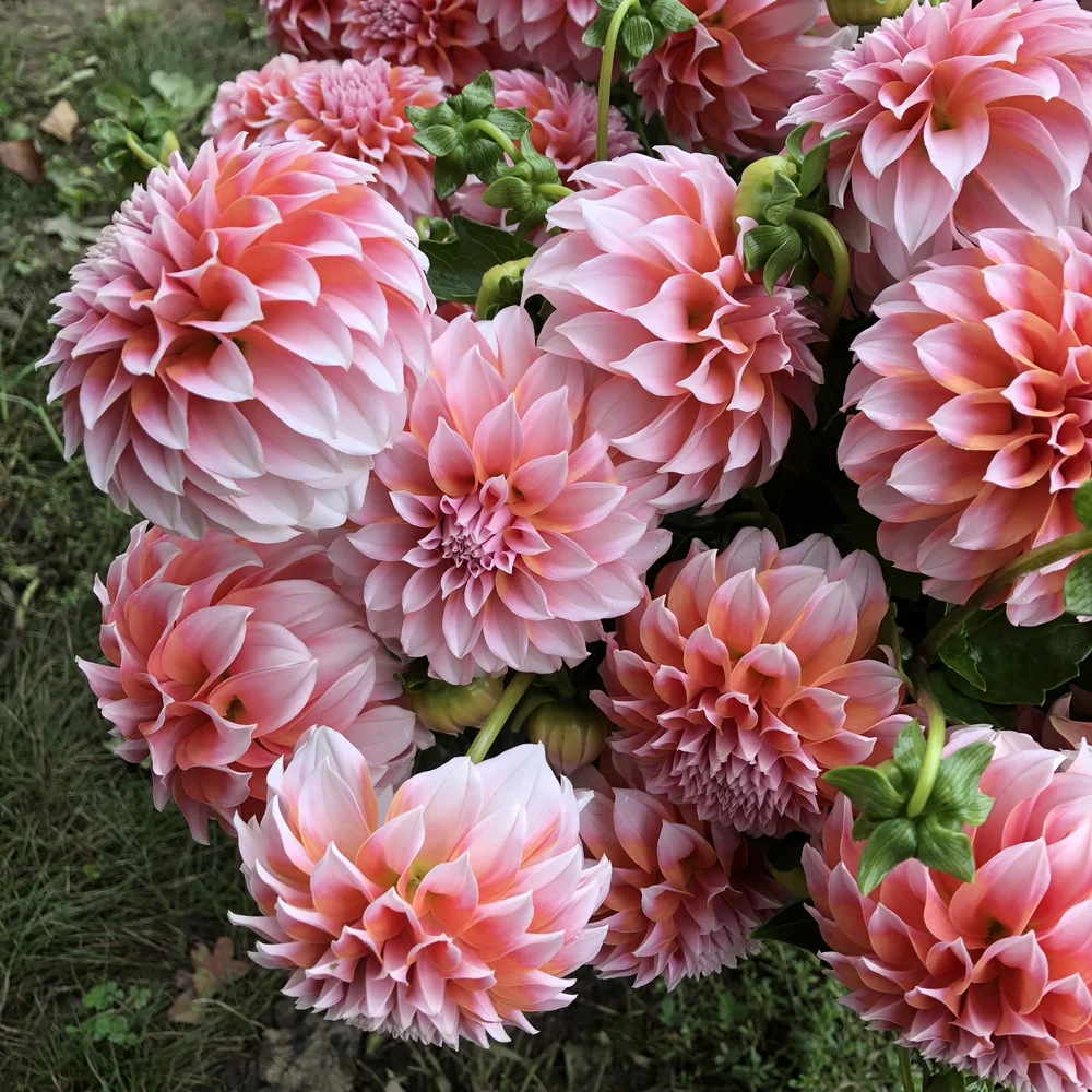 Peaches N Cream - фото 2