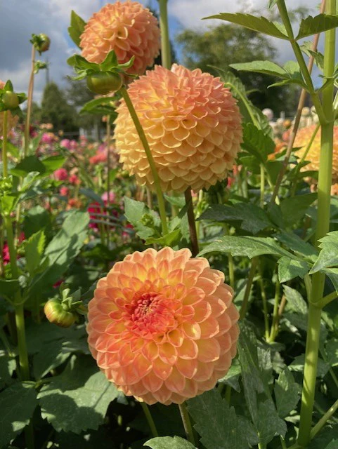 Blyton Softer Gleam - фото 2