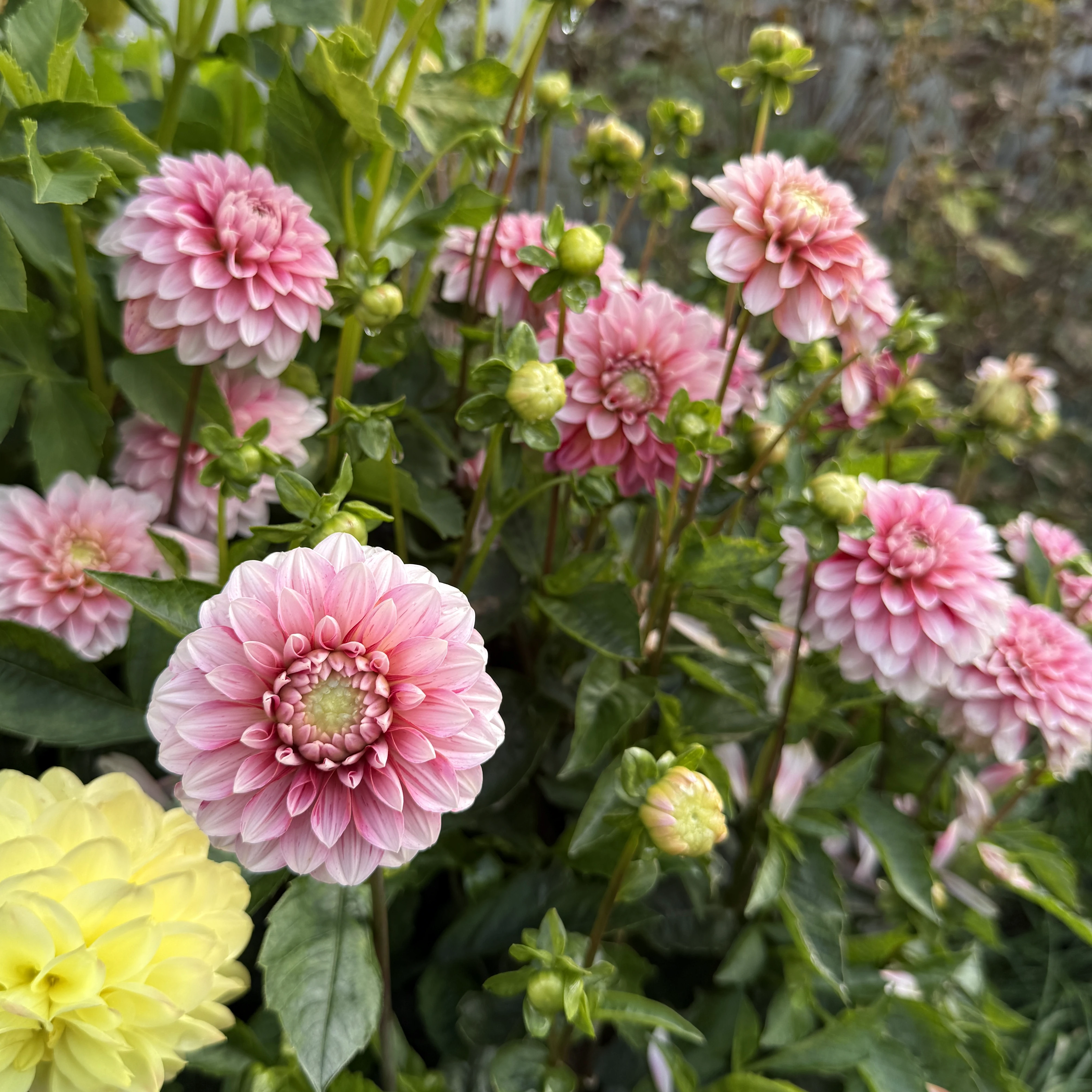Strawberry and Cream - фото 2