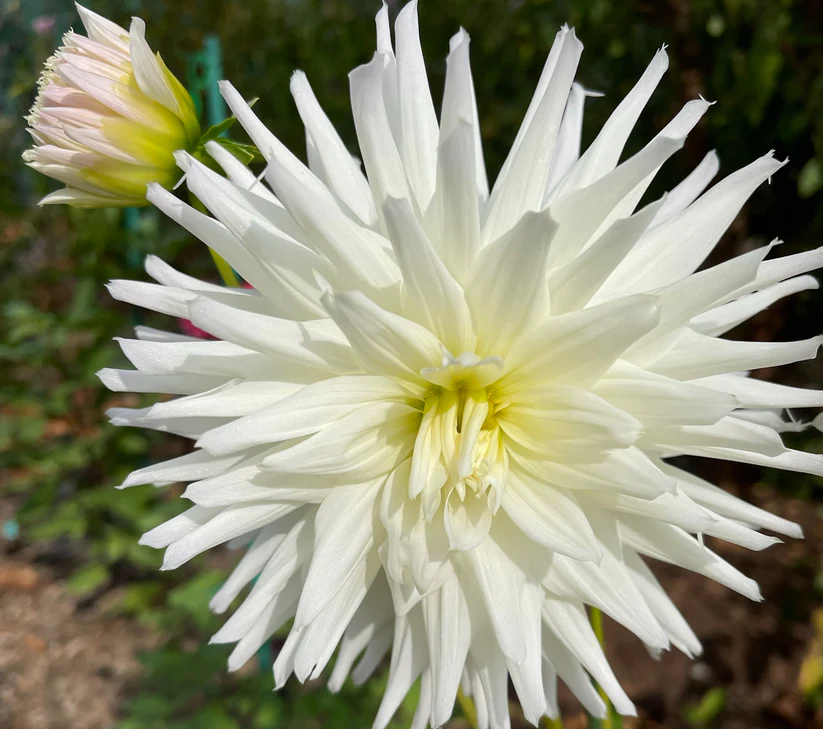 Magic Moment - фото 4