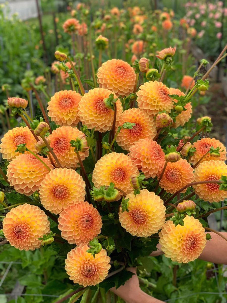 Blyton Softer Gleam - фото 3