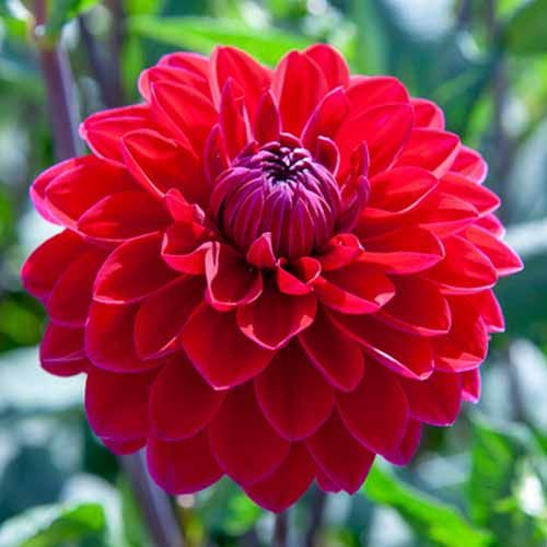 Melody Bolero - фото 3