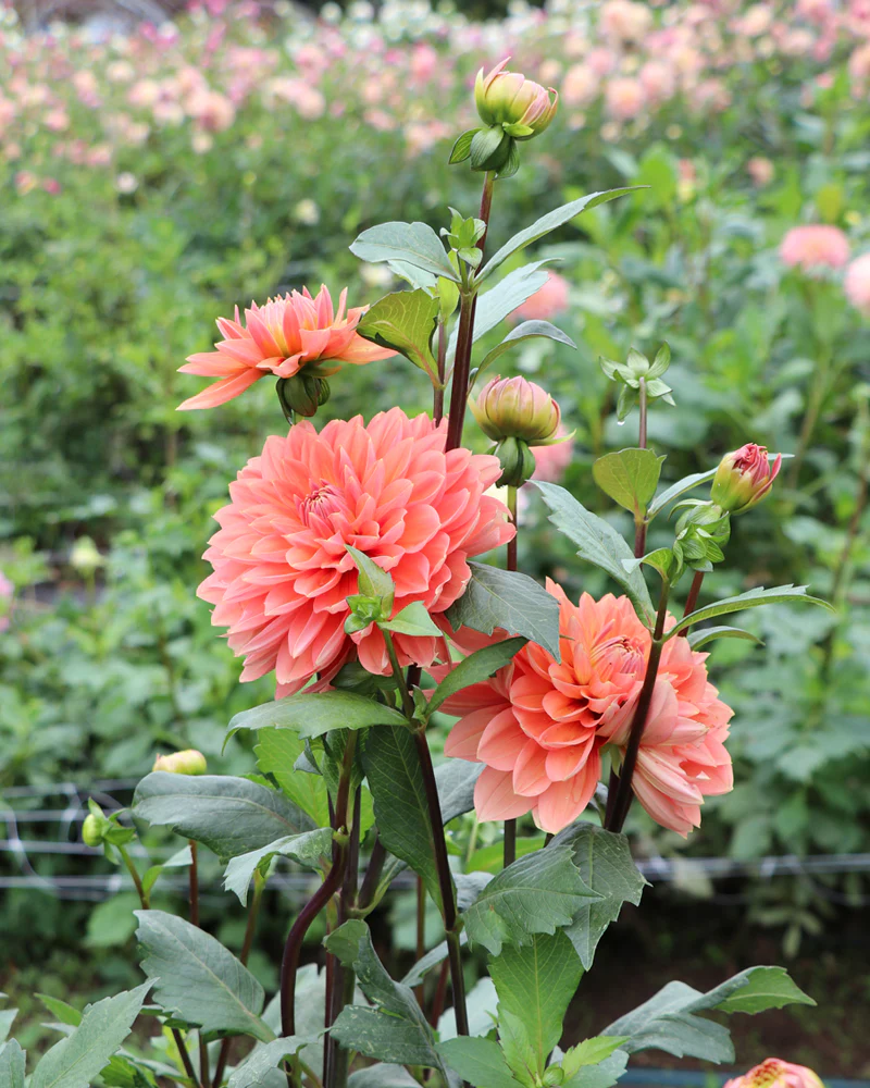 Nicholas - фото 3