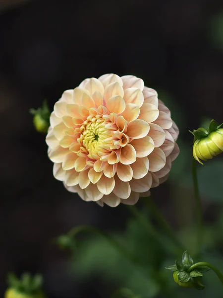 Honey Dew - фото 3