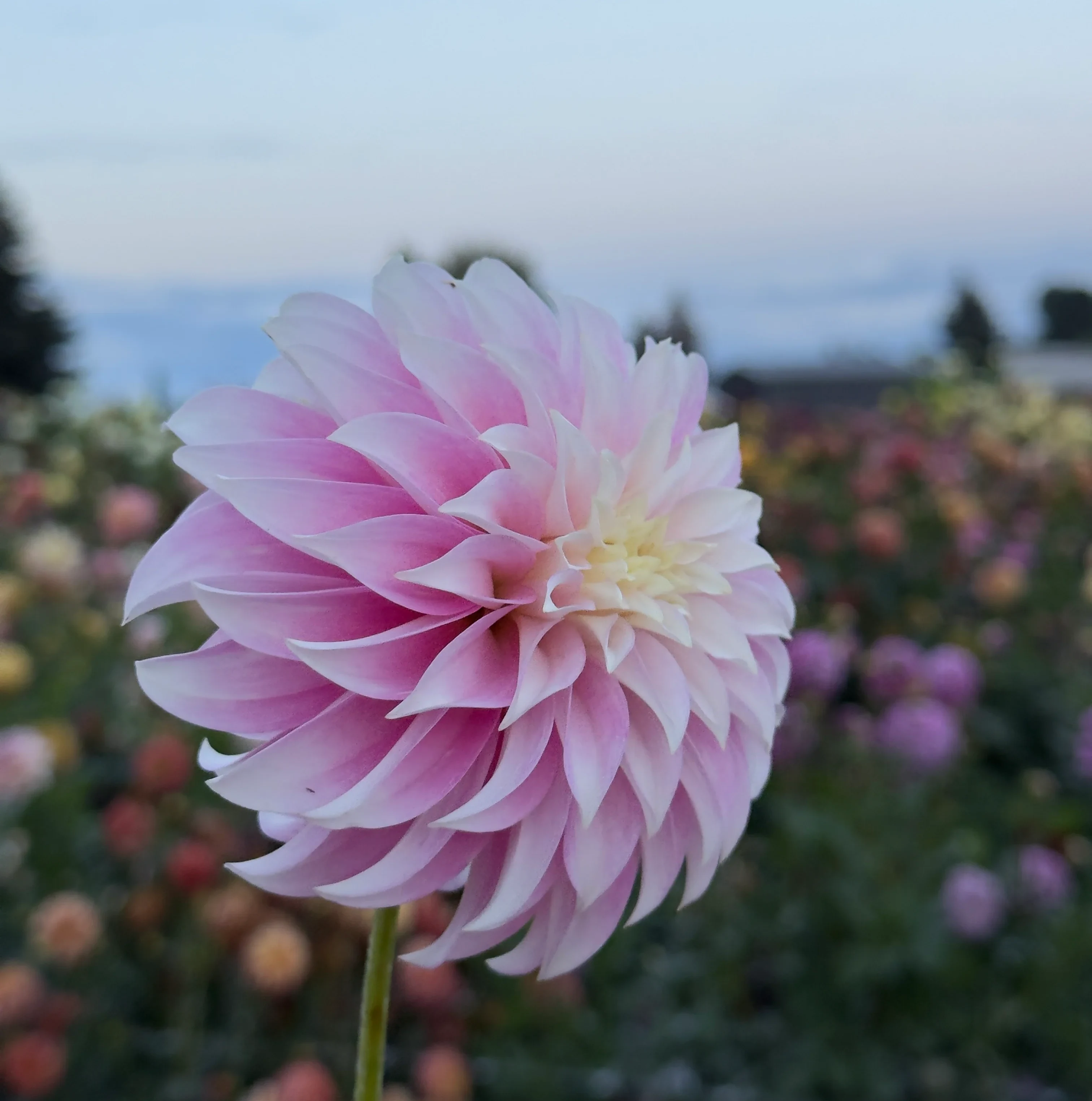 Verrone's DF - фото 2