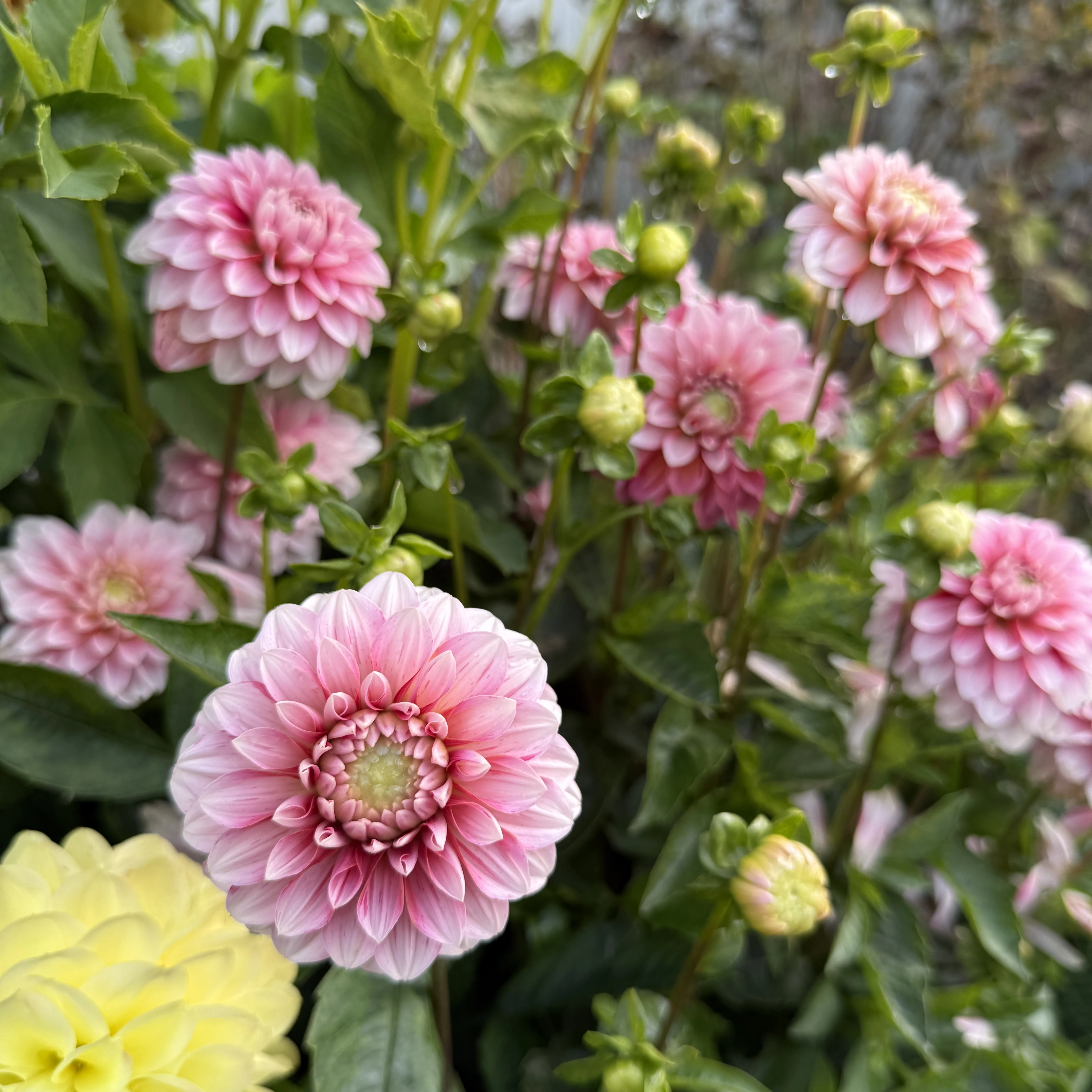 Strawberry and Cream - фото 4