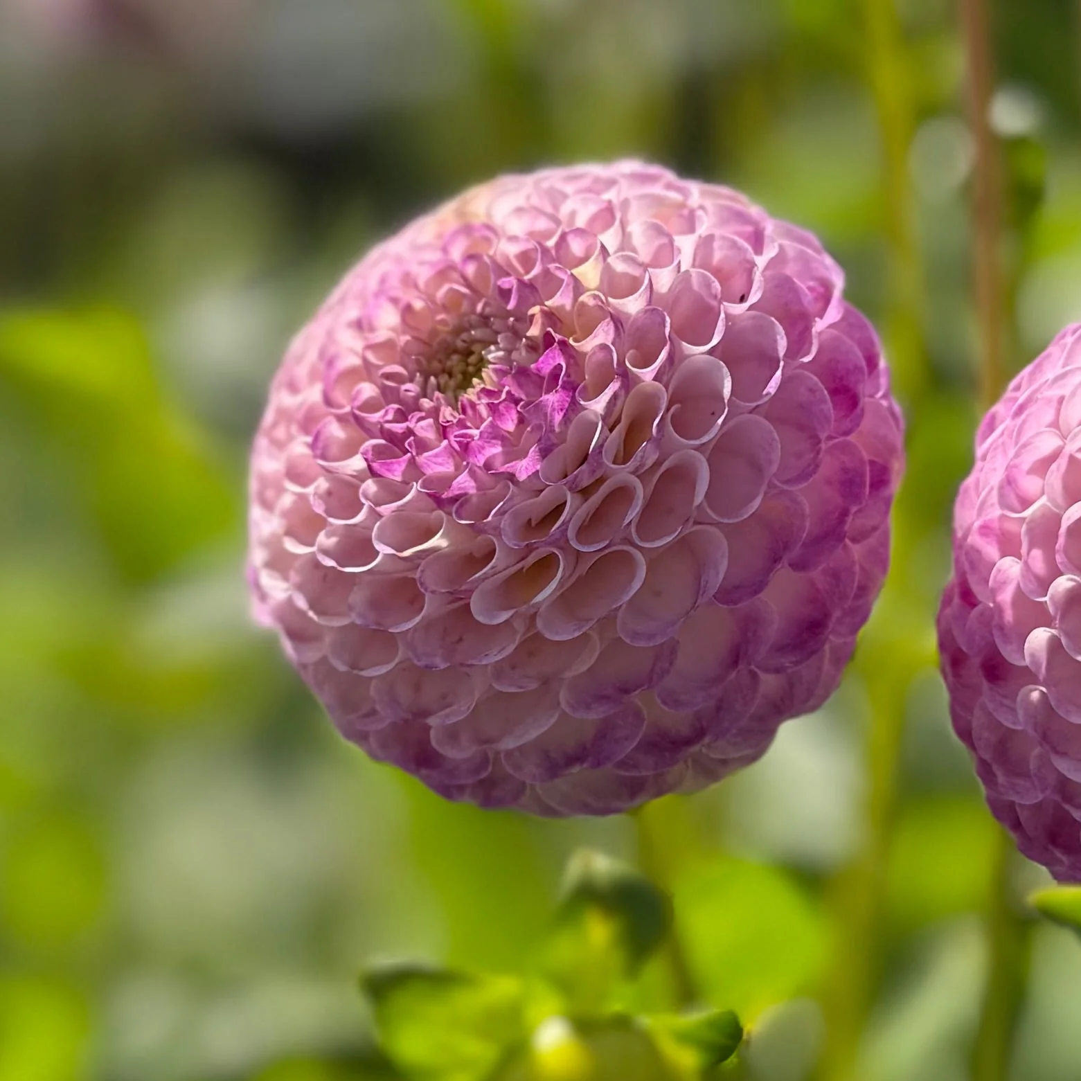 Ping Pong - фото 2