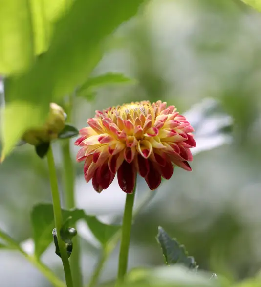 Hapet Duplo - фото 5