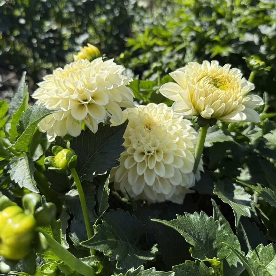 Serenade Buttercream