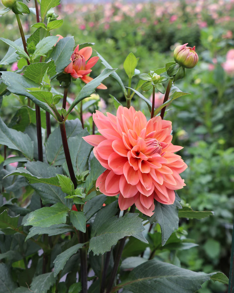 Nicholas - фото 5