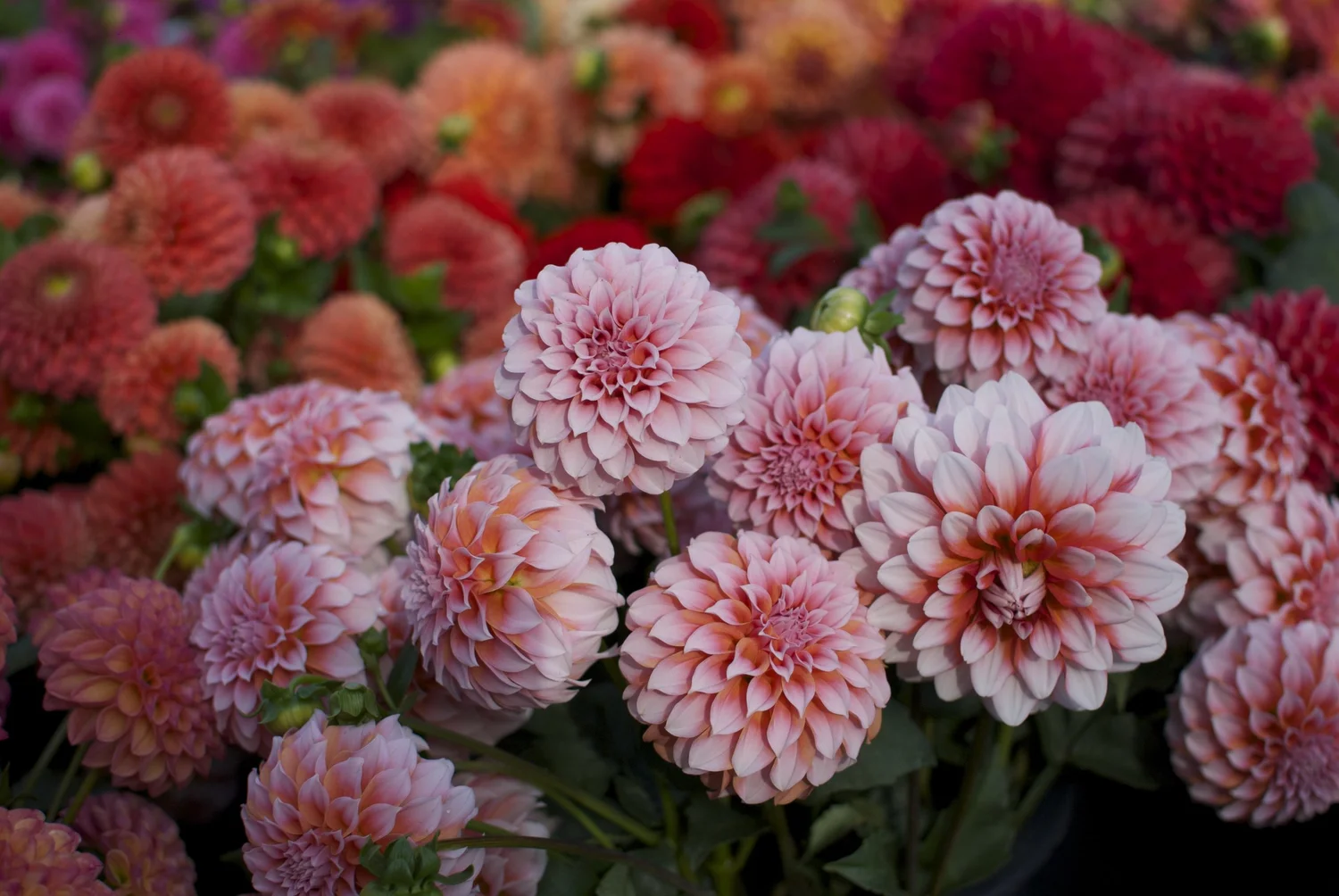 Peaches N Cream - фото 3